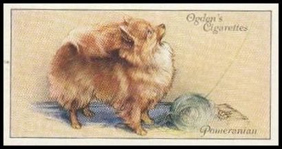 19 Pomeranian